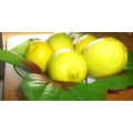 special offer for egyptian lemon